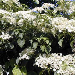 Hydrangea, climbing